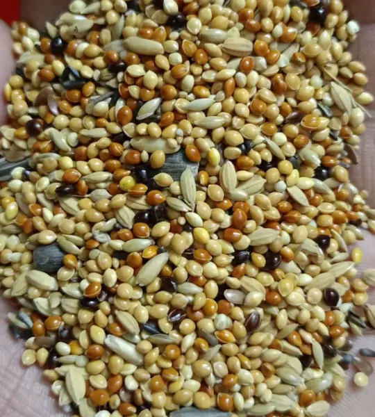 1 kg-Budgierigar Special Seed Mix