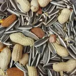 1 kg-Premium Parrot Mix with Big sunflower