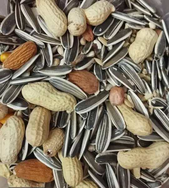 1 kg-Premium Parrot Mix with Big sunflower